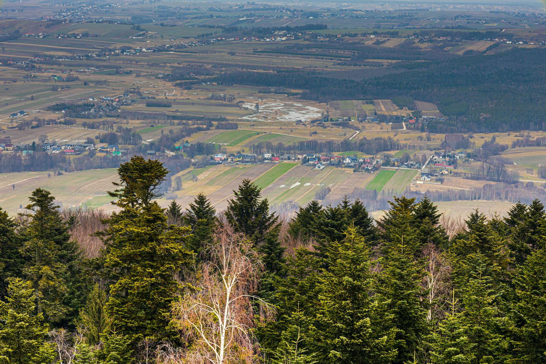 Plakat informacyjny o Dniu Ziemi w Gozdnicy, z elementami przyrody i symbolami ekologicznymi.