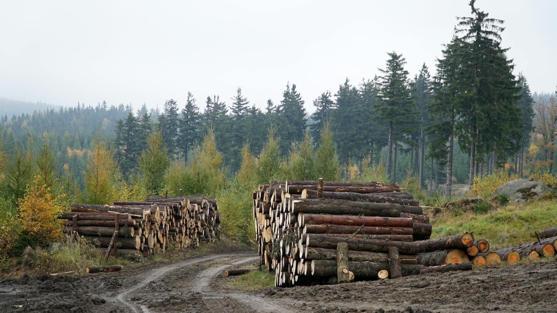 Gozdnica: Analiza rynku pracy i możliwości zatrudnienia po 15 latach od referendum