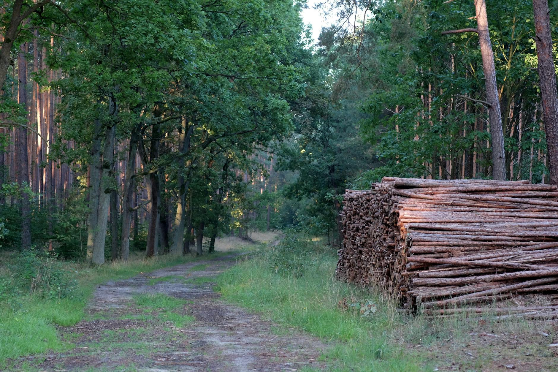 Widok na miasto Gozdnica z rzeką Nysą Łużycką w tle